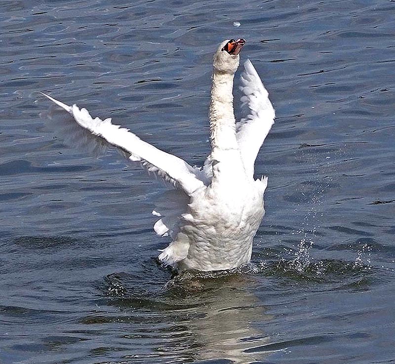 Der sterbende Schwan.....