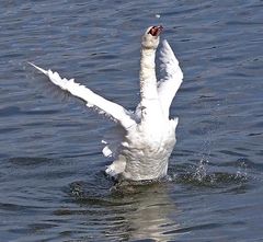 Der sterbende Schwan.....