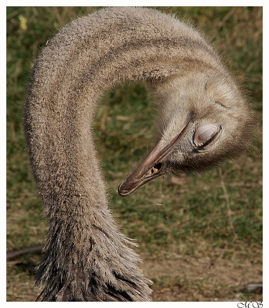 Der sterbende Schwan