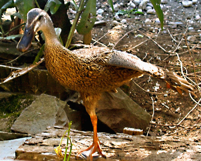 der sterbende Schwan.....