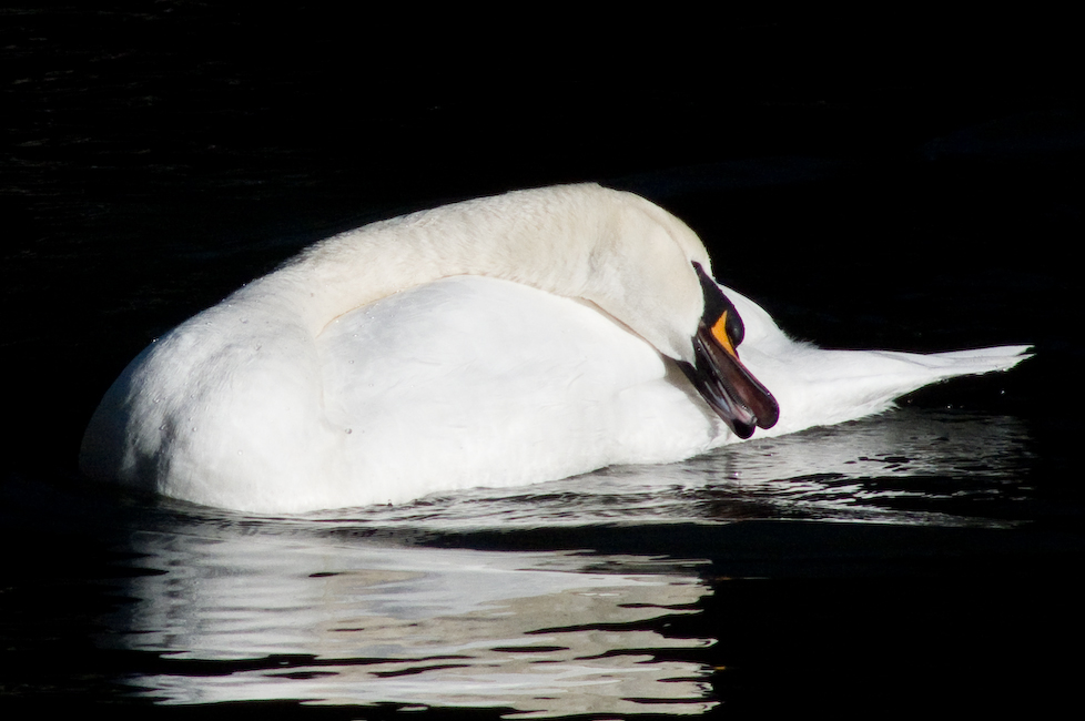 Der Sterbende Schwan Der Sterbende Schwan