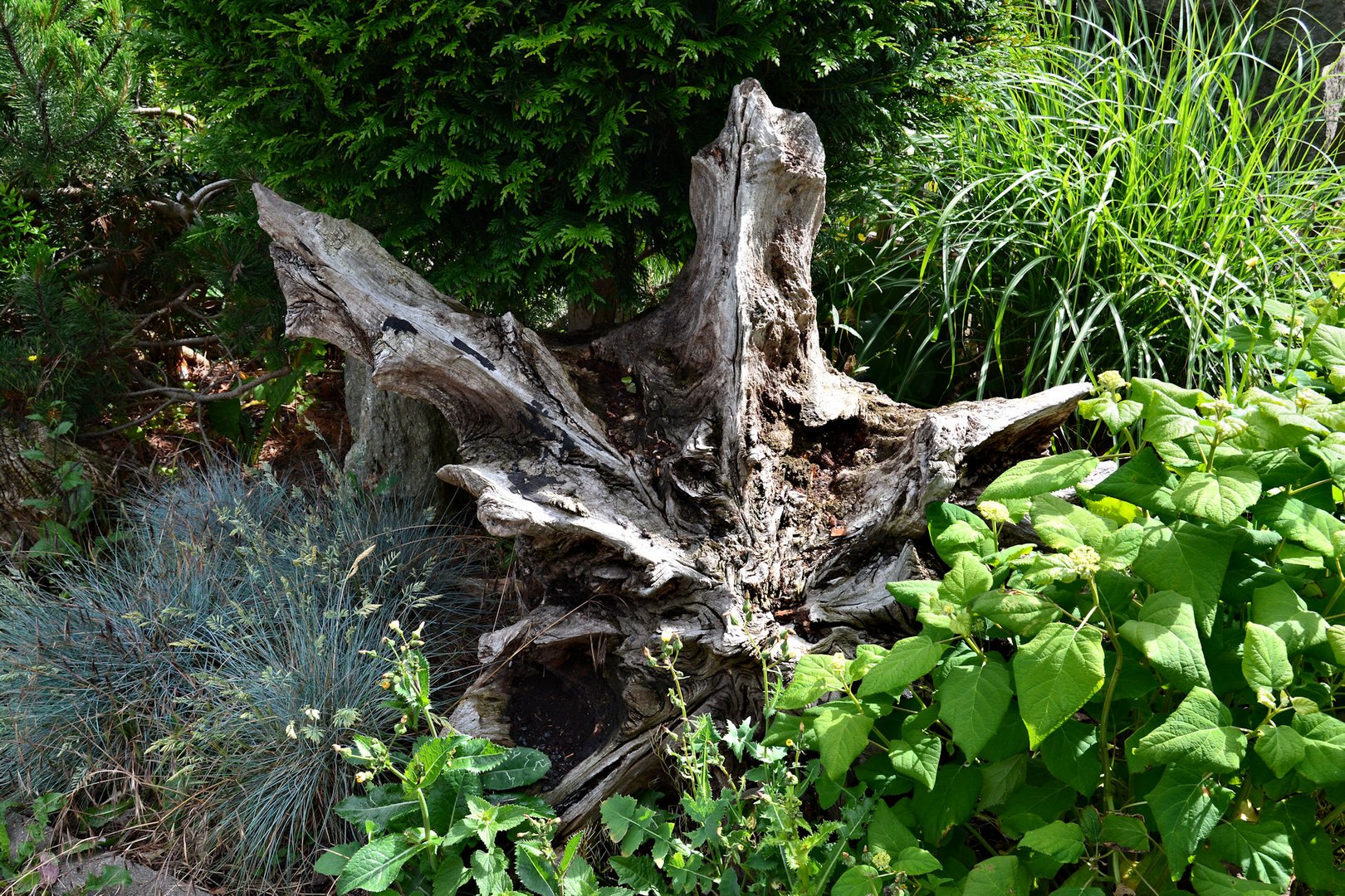 Der Stern im Garten