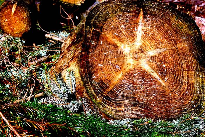 Der Sternenbaum zum 1. Advent