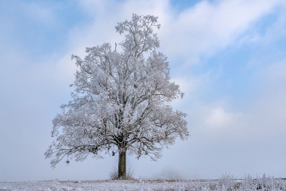 *Der Stiefelbaum von Hontheim/Eifel*