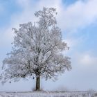 *Der Stiefelbaum von Hontheim/Eifel*