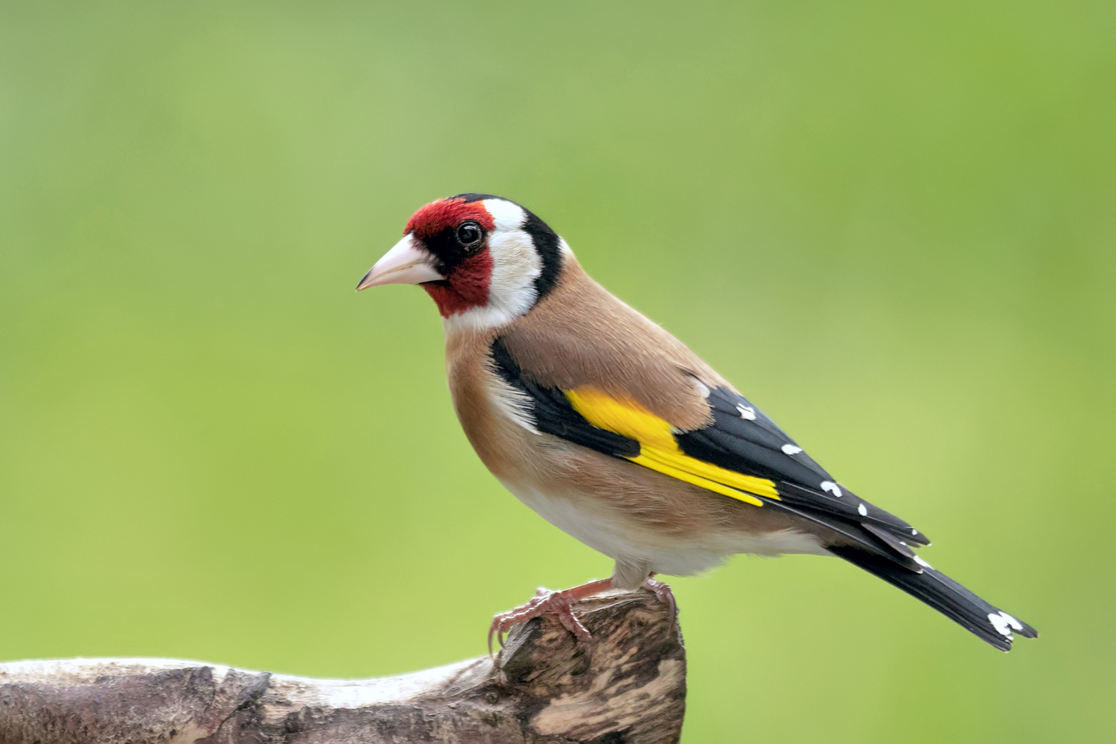Der Stieglitz Foto & Bild tiere, wildlife, wild lebende vögel Bilder