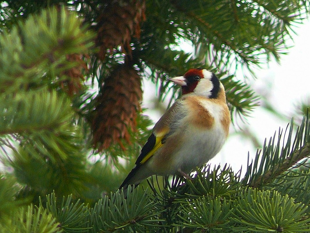 Der Stieglitz Foto & Bild tiere, wildlife, wild lebende vögel Bilder