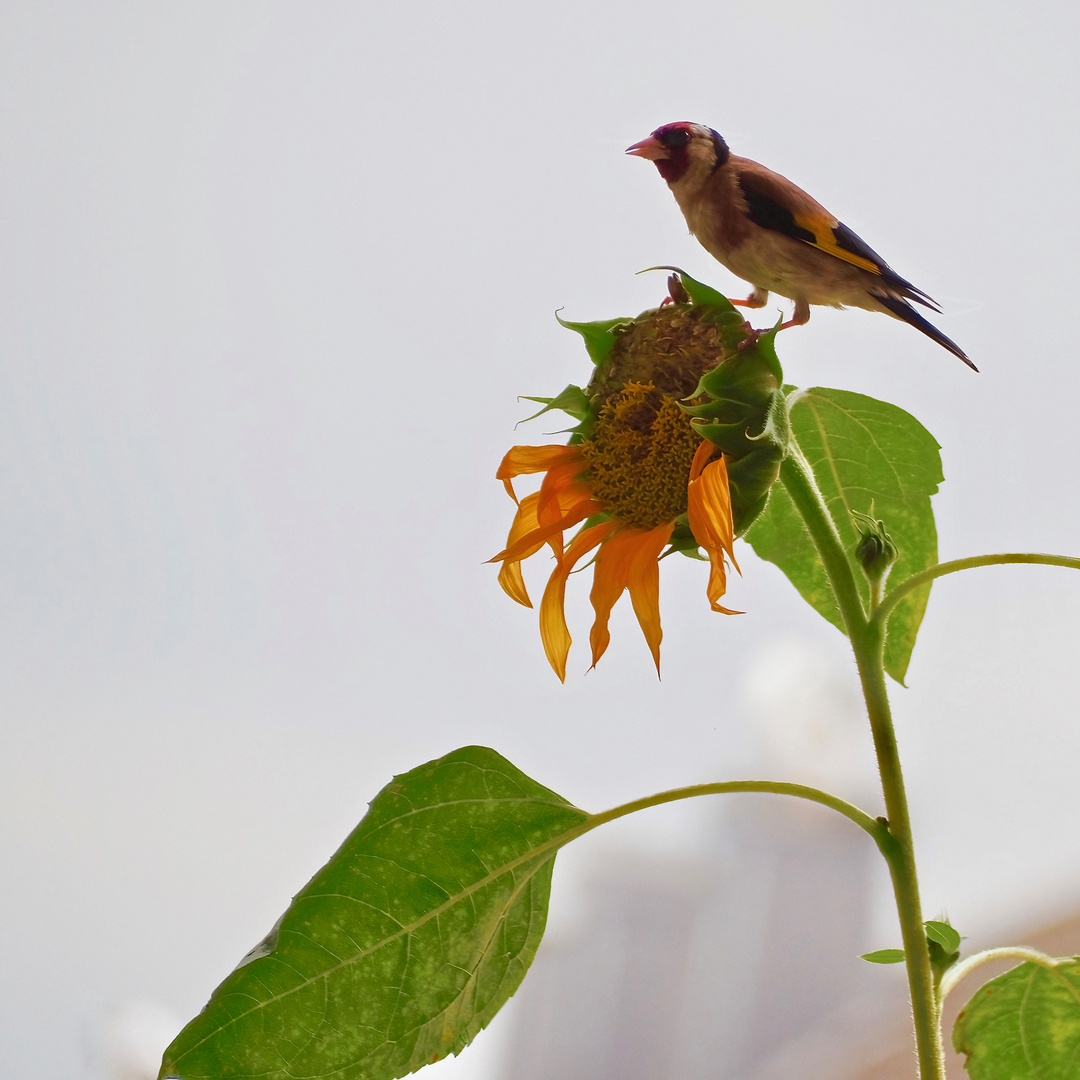 Der Stieglitz... Foto & Bild tiere, wildlife, wild lebende vögel