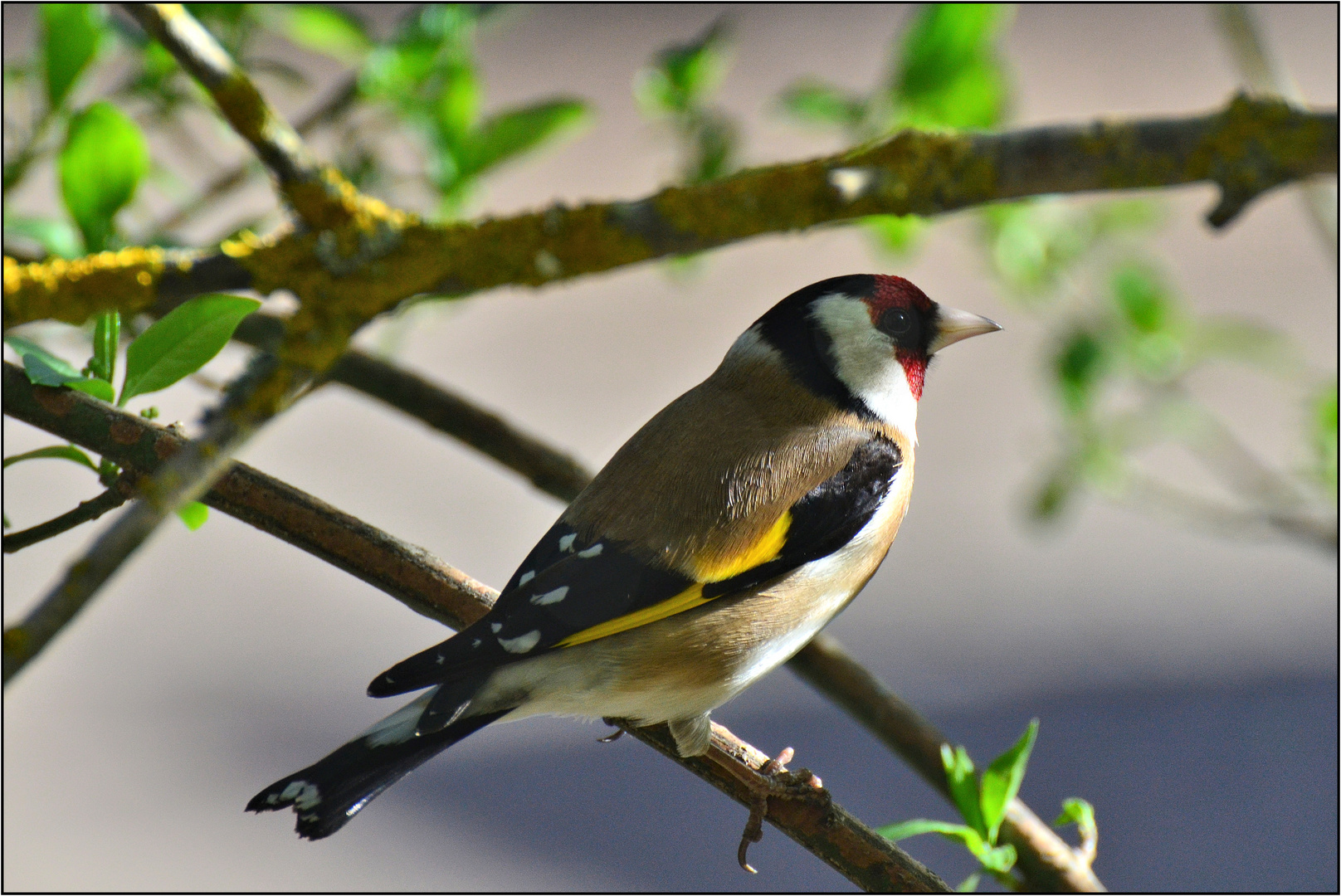 Der Stieglitz...... Foto & Bild natur, tiere, vögel Bilder auf