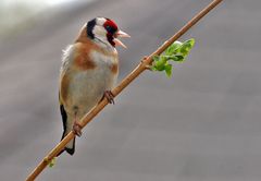 Der Stieglitz  - Carduelis carduelis kann auch schimpfen, zumindestens...