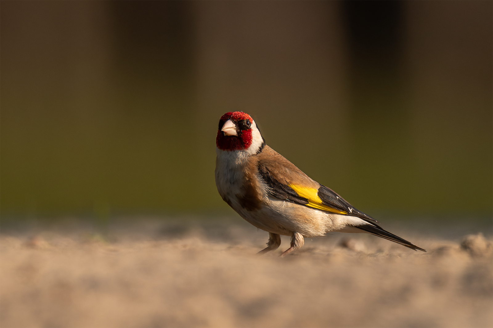 Der Stieglitz Foto & Bild tiere, wildlife, wild lebende vögel Bilder