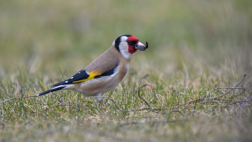 Der Stieglitz Foto & Bild deutschland, europe, brandenburg Bilder auf