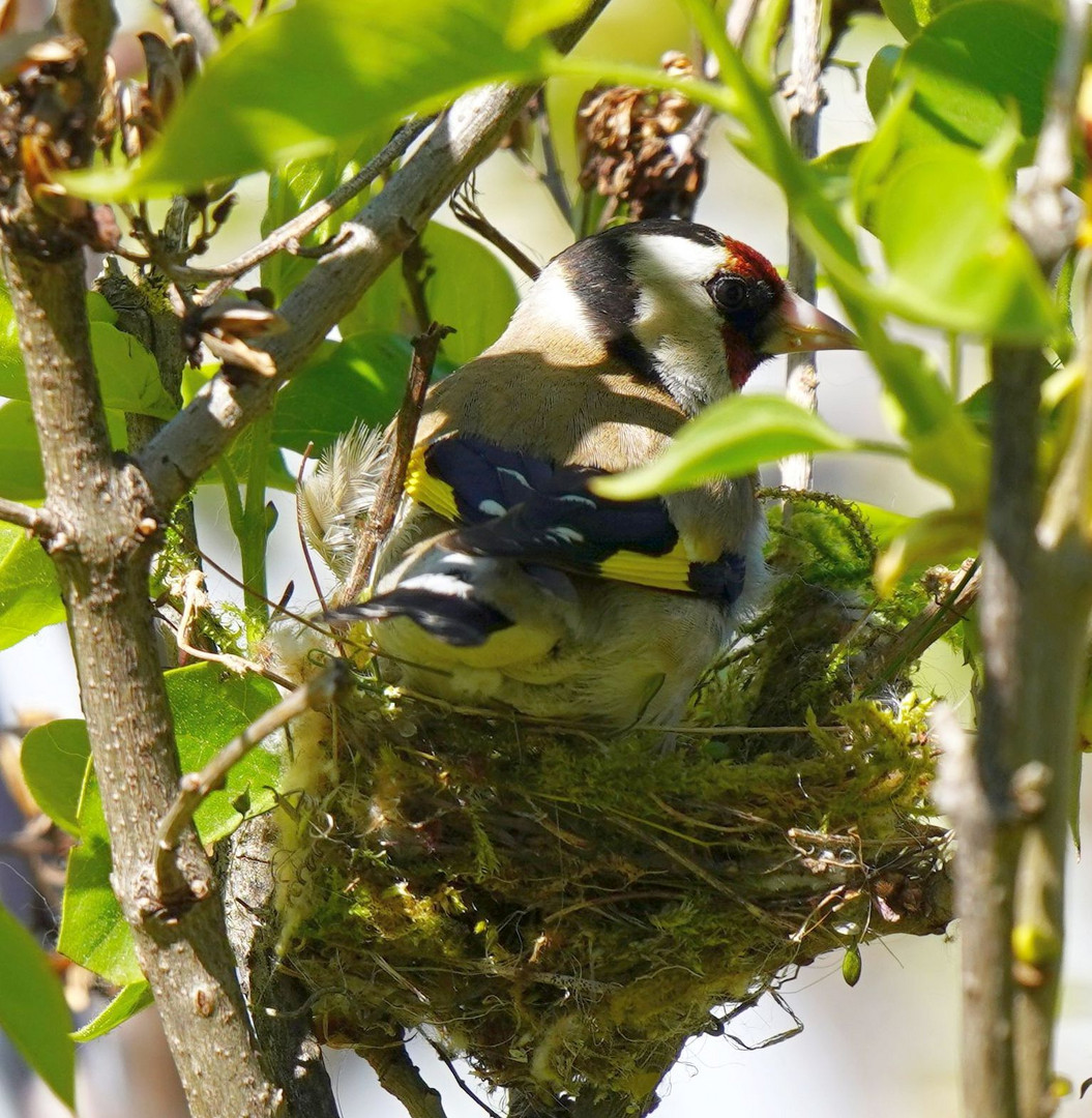Der Stieglitz erprobt sein Nest Foto & Bild tiere, wildlife, wild