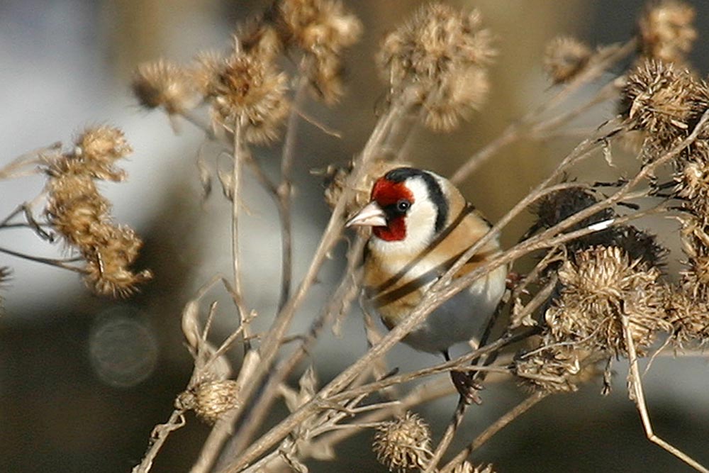 Der Stieglitz hat sein rotes Gesicht -