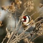 Der Stieglitz hat sein rotes Gesicht -