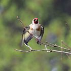 Der Stieglitz war 2016 Vogel des Jahres.