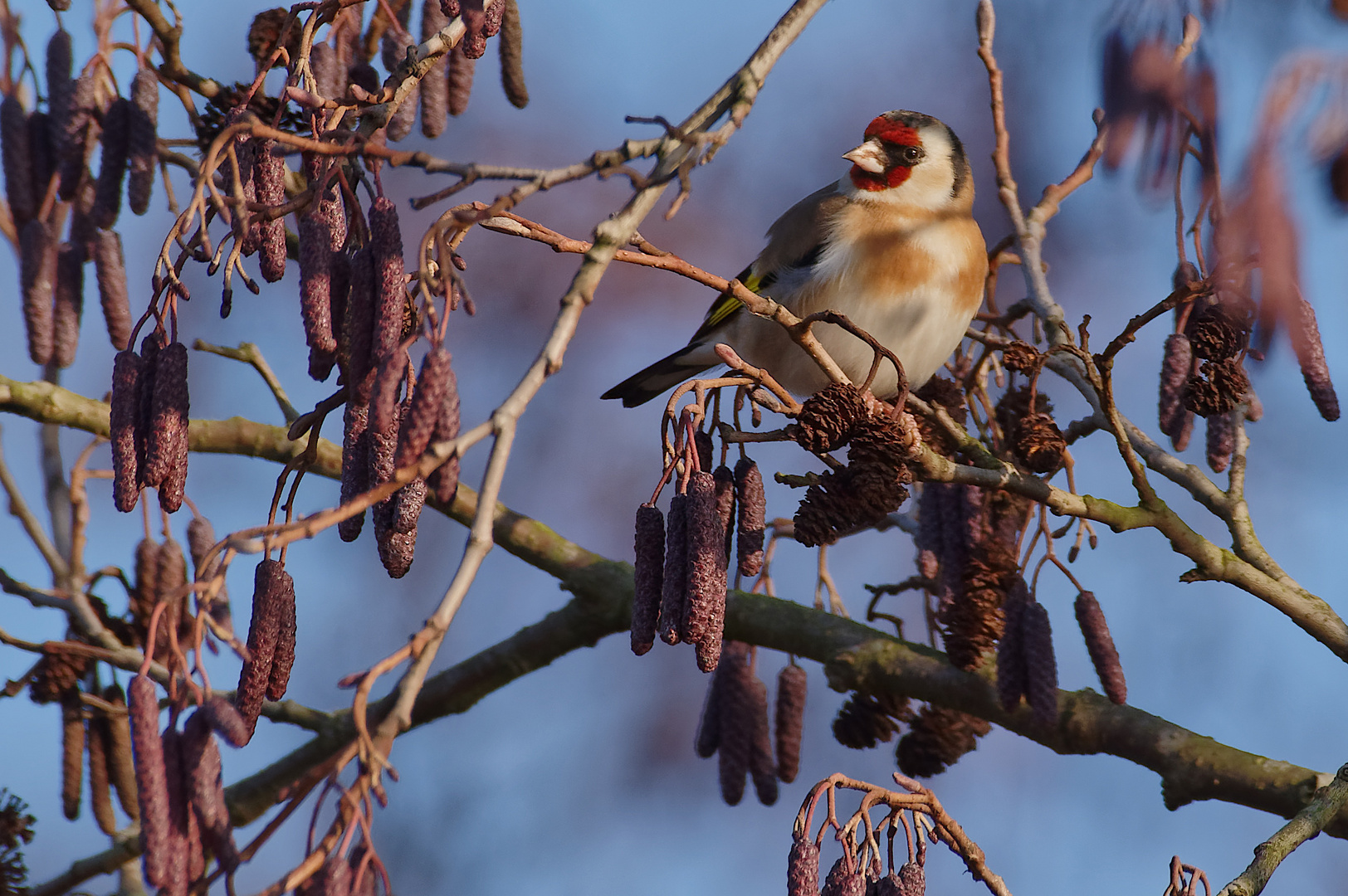 Der Stieglitz weiß wie man wirkt Foto & Bild tiere, wildlife, wild
