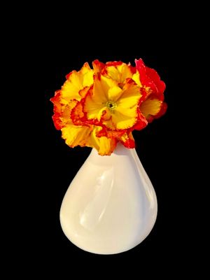 Der Stiel einer Stiel-Primel