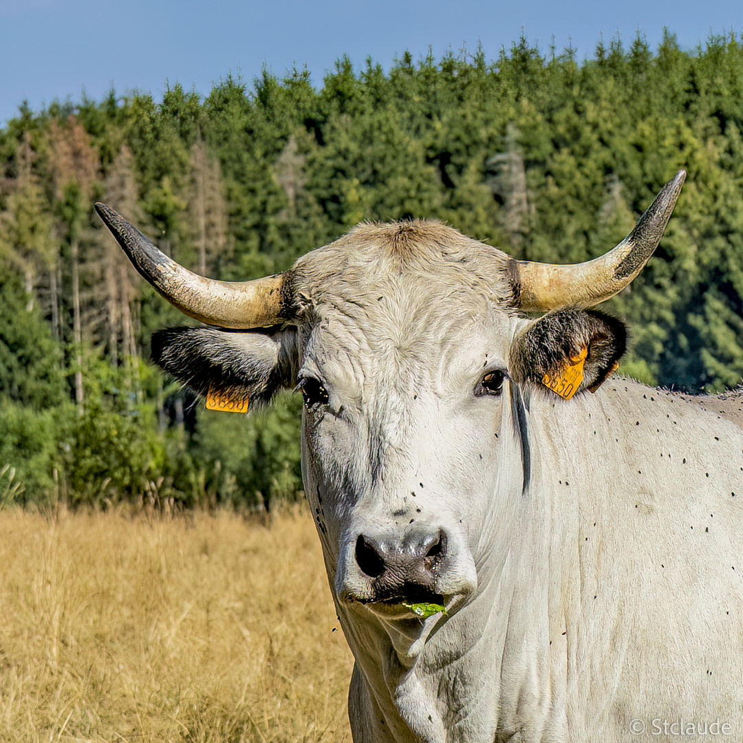 Der Stier 