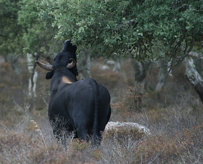 Der Stier