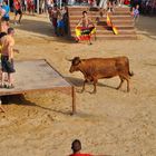 Der Stier bestaunt die Menschen