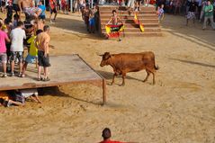 Der Stier bestaunt die Menschen