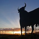 Der Stier erwartet die Sonne