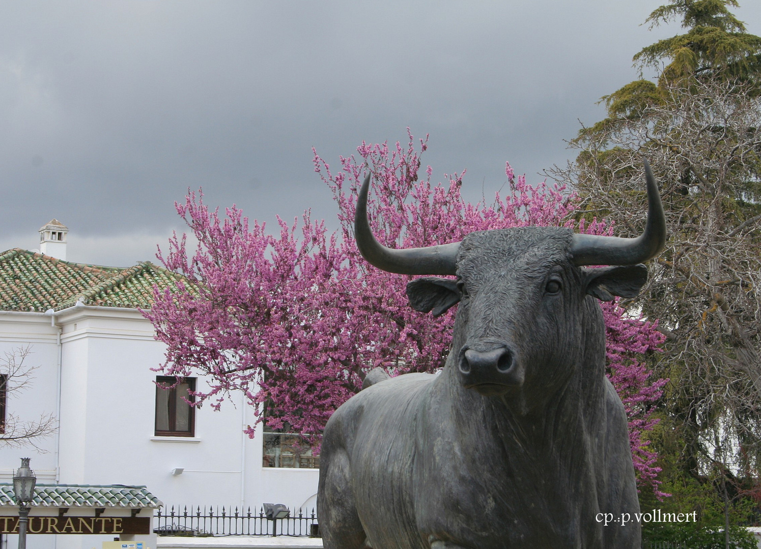 Der Stier von Ronda