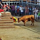 Der Stier wird animiert