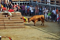 Der Stier wird animiert