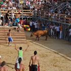 Der Stier wird animiert.