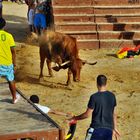 Der Stier wird animiert