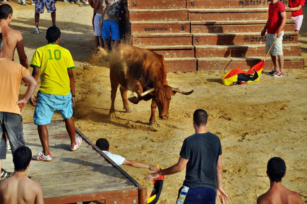 Der Stier wird animiert