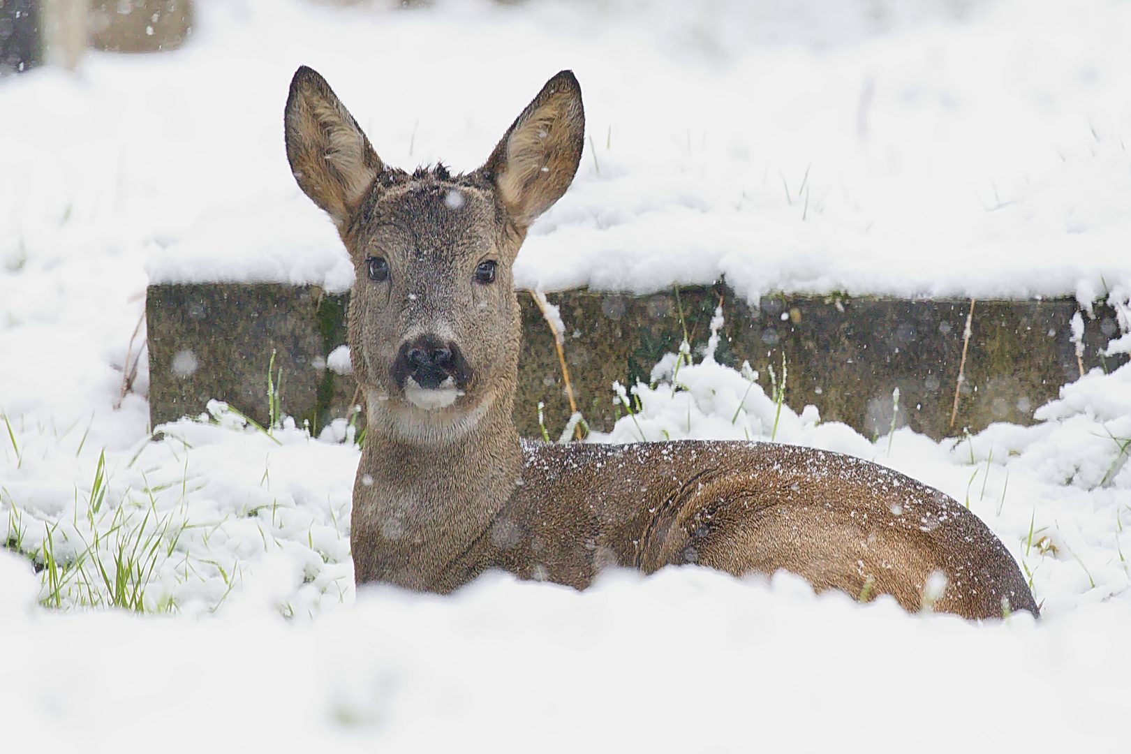 Der stille Beobachter im Schnee