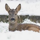 Der stille Beobachter im Schnee