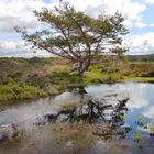 der stille Bergsee