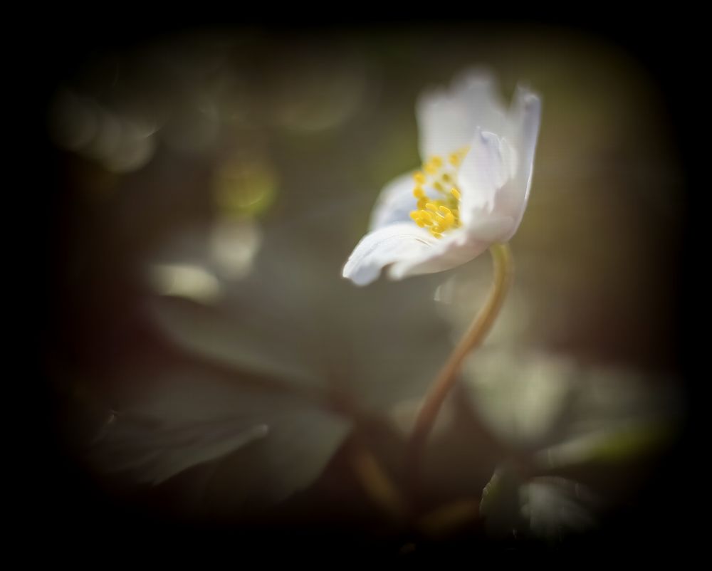 Der stille Frühling