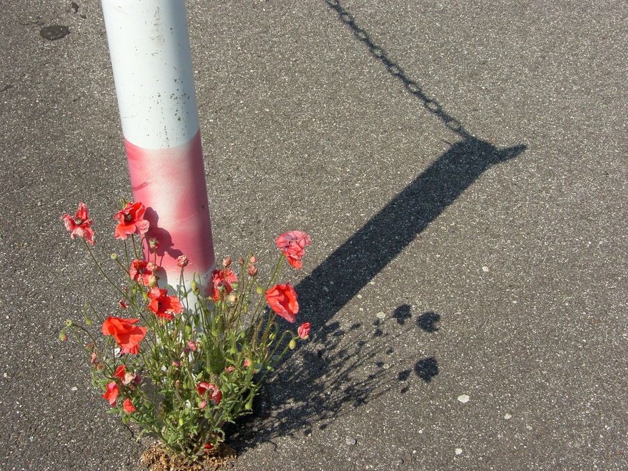 Der stille Klatsch mit dem Mohn