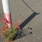 Der stille Klatsch mit dem Mohn