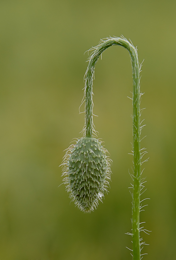 Der stille Mohn