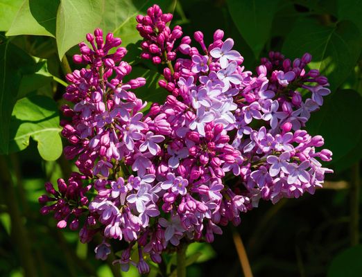 DER STILLE POET IM GARTEN - EINE ODE AN DEN FLIEDER