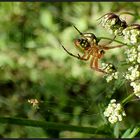 Der stille Tod einer Fliege... 2