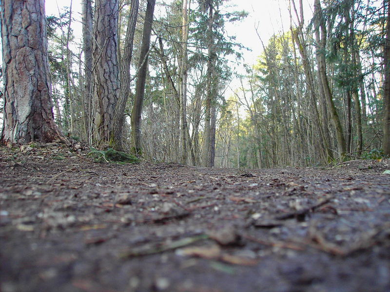 der stille wald