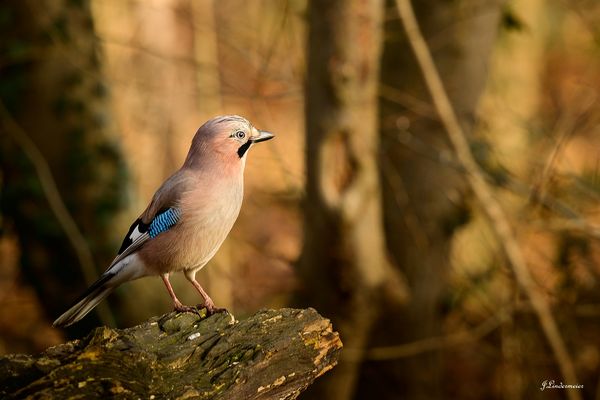 Der Stimmenimitator .....