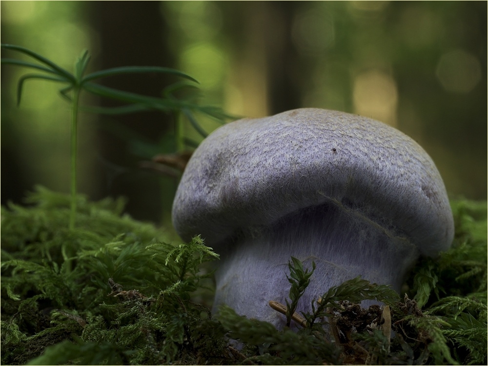 der stinkigste unter den schlimmen Stinkern