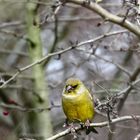 "Der Stinkstiefel - Blick"