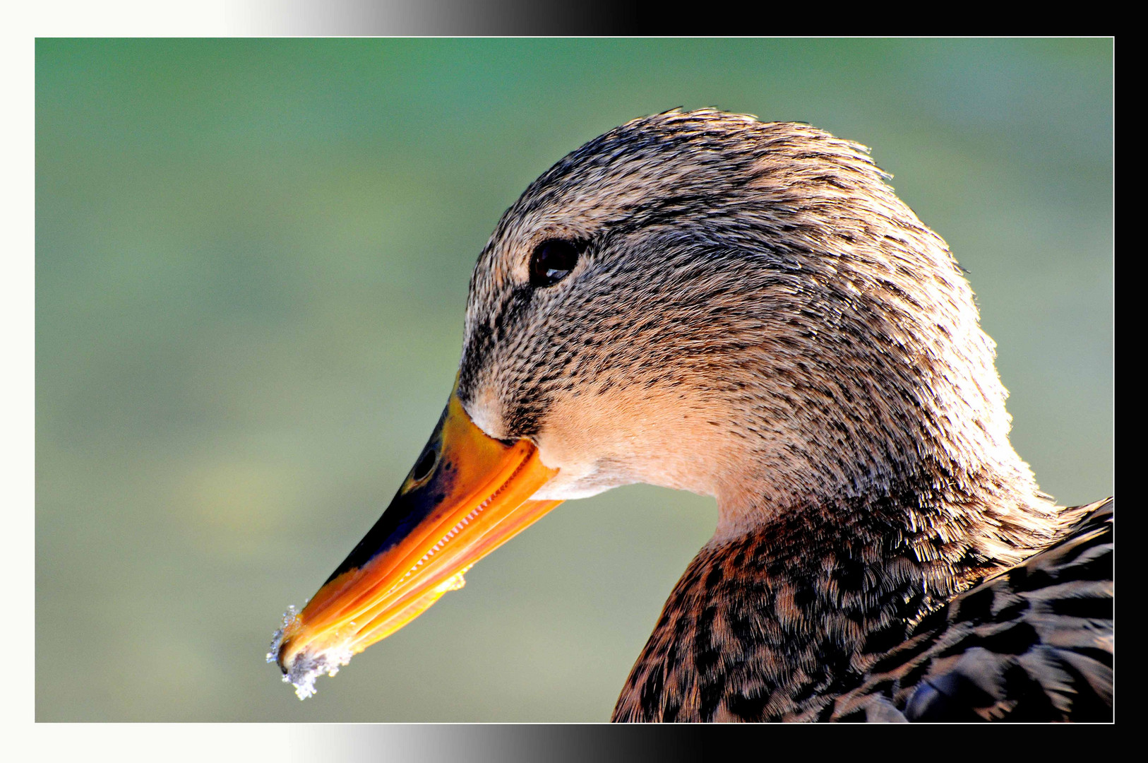 Der Stockente auf dem Leib gerückt