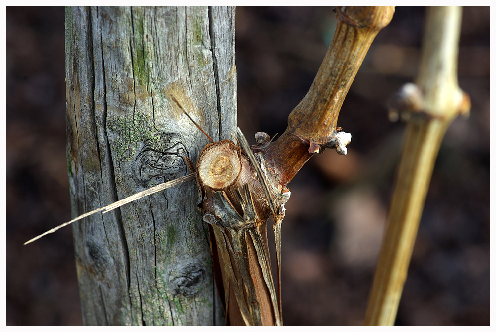 Der Stoff, aus dem der Wein wird