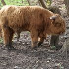 Der Stoiker und sein Baum. (Schottisches Hochlandrind)