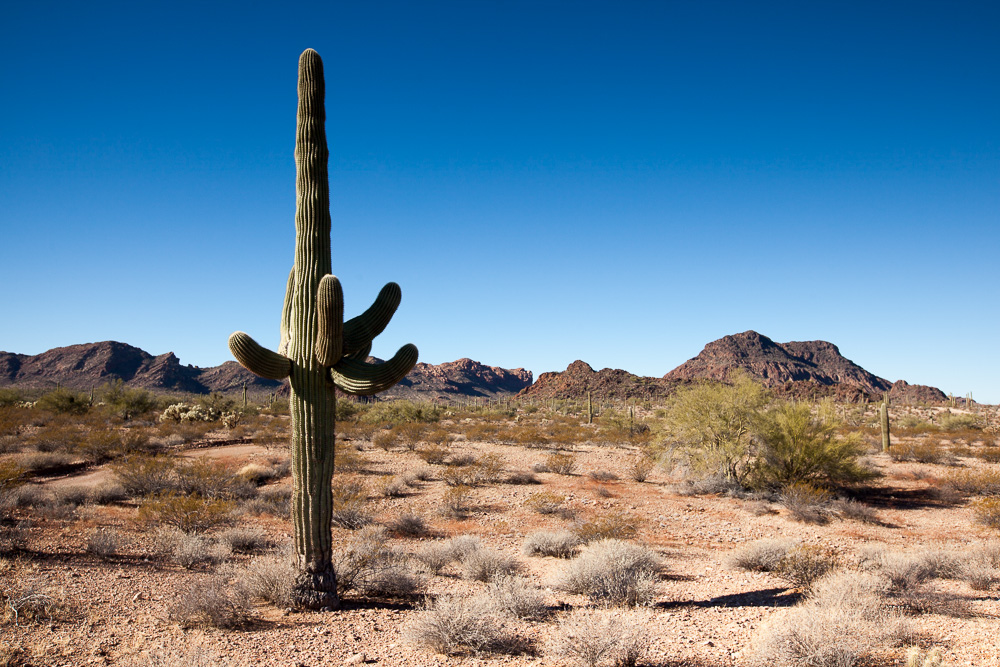 Der stoltze Saguaro